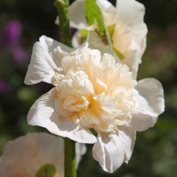Stockrose Majorette Double Champagne (Samen)
