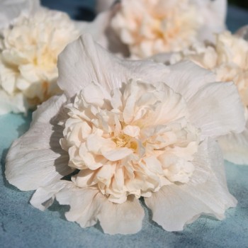Stockrose Majorette Double Champagne (Samen)