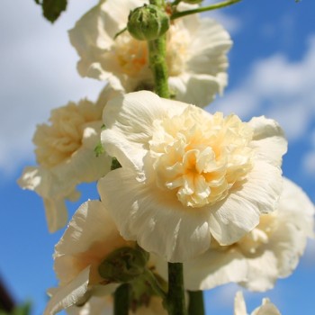 Stockrose Majorette Double Champagne (Samen)