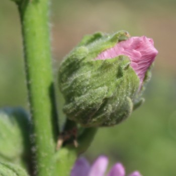 Neu! Stockrose (niedrig) Queeny Lilac Rose (Samen)