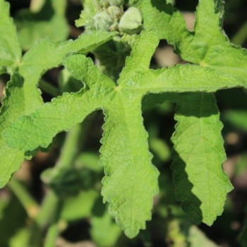 Neu! Stockrose (niedrig) Queeny Lilac Rose (Samen)