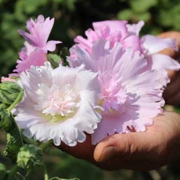 Neu! Stockrose (niedrig) Queeny Lilac Rose (Samen)