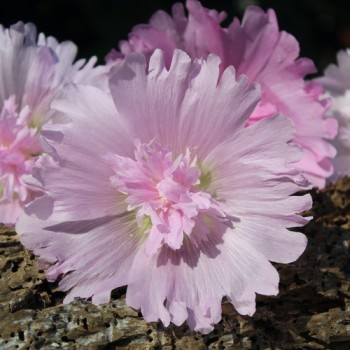 Neu! Stockrose (niedrig) Queeny Lilac Rose (Samen)