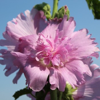 Neu! Stockrose (niedrig) Queeny Lilac Rose (Samen)