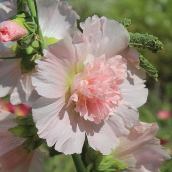 Neu! Stockrose (niedrig) Queeny Salmon (Samen)