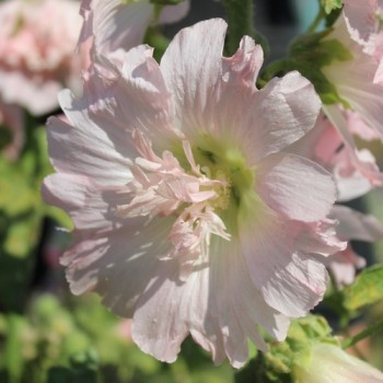 Neu! Stockrose (niedrig) Queeny Salmon (Samen)