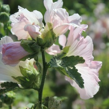 Neu! Stockrose (niedrig) Queeny Salmon (Samen)