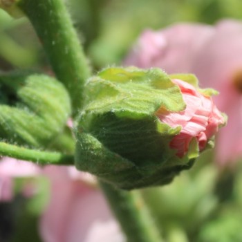 Neu! Stockrose (niedrig) Queeny Salmon (Samen)