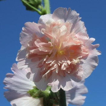 Neu! Stockrose (niedrig) Queeny Salmon (Samen)