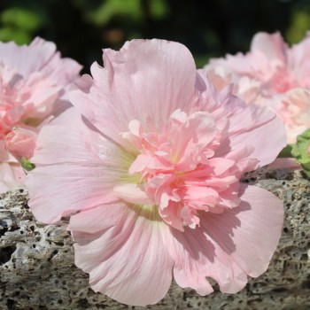 Neu! Stockrose (niedrig) Queeny Salmon (Samen)