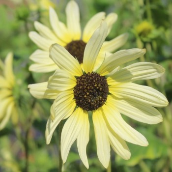 Neu! Strand-Sonnenblume Vanilla Ice (Samen)