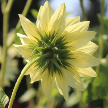 Neu! Strand-Sonnenblume Vanilla Ice (Samen)