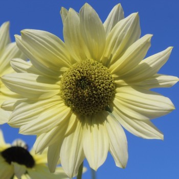 Neu! Strand-Sonnenblume Vanilla Ice (Samen)