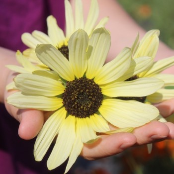 Neu! Strand-Sonnenblume Vanilla Ice (Samen)