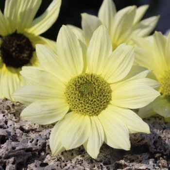 Neu! Strand-Sonnenblume Vanilla Ice (Samen)