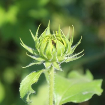 Neu! Strand-Sonnenblume Vanilla Ice (Samen)