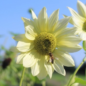Neu! Strand-Sonnenblume Vanilla Ice (Samen)