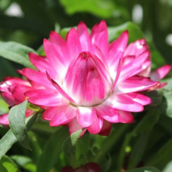 Strohblume Bright Rose (Samen)