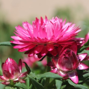 Strohblume Bright Rose (Samen)