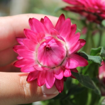 Strohblume Bright Rose (Samen)