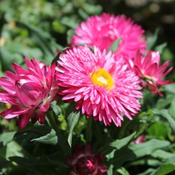 Strohblume Bright Rose (Samen)