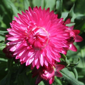 Strohblume Bright Rose (Samen)