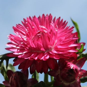 Strohblume Bright Rose (Samen)
