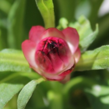 Strohblume Bright Rose (Samen)