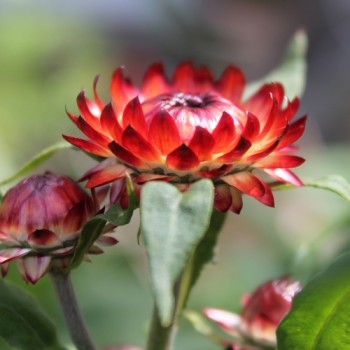 Strohblume Coppery Red (Samen)