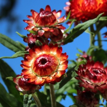 Strohblume Coppery Red (Samen)