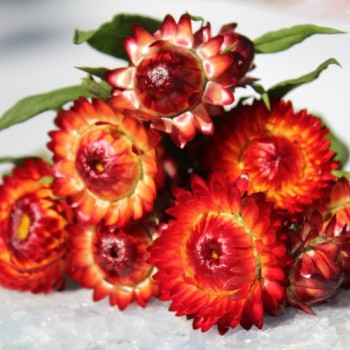 Strohblume Coppery Red (Samen)