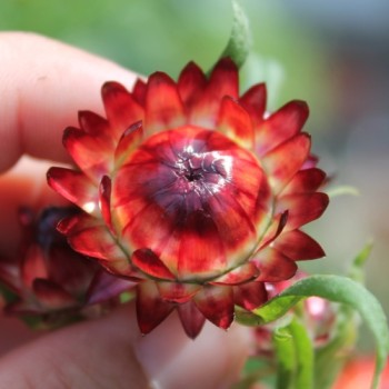 Strohblume Coppery Red (Samen)