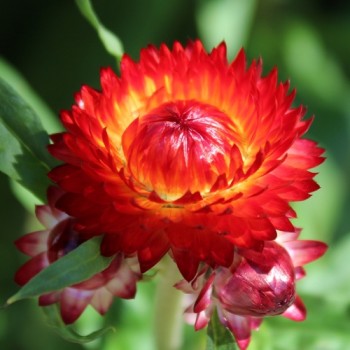 Strohblume Coppery Red (Samen)