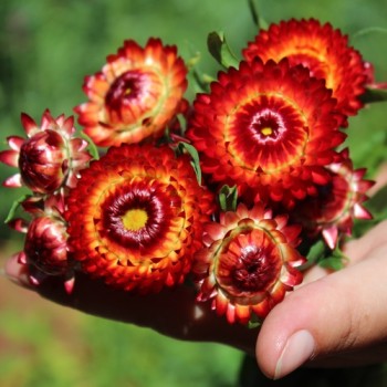 Strohblume Coppery Red (Samen)