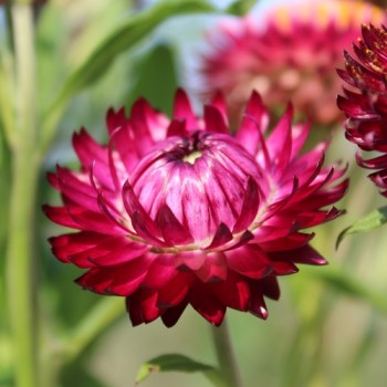 Strohblume Crimson Violet (Samen)