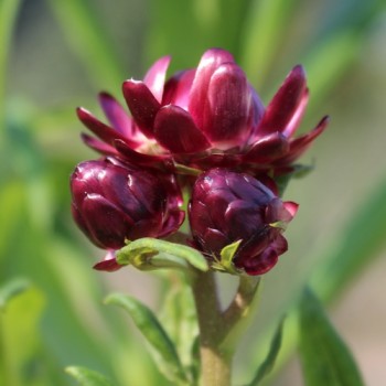 Strohblume Crimson Violet (Samen)