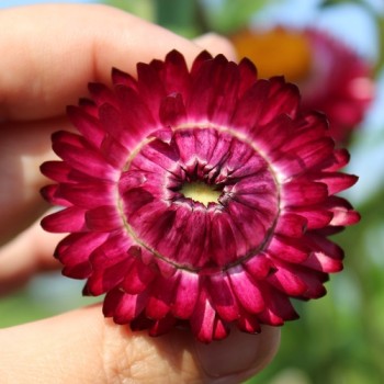 Strohblume Crimson Violet (Samen)