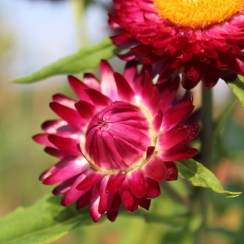 Strohblume Crimson Violet (Samen)