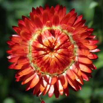 Strohblume Dark Orange (Samen)