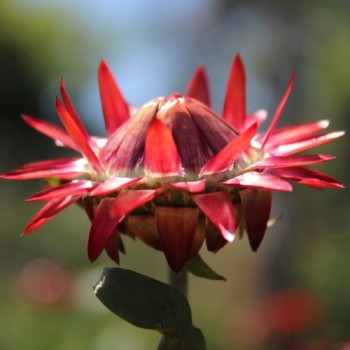 Strohblume Dark Orange (Samen)
