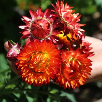 Strohblume Dark Orange (Samen)