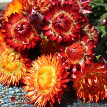 Strohblume Dark Orange (Samen)