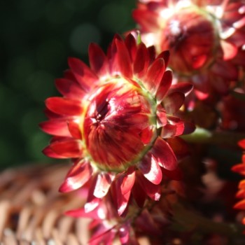 Strohblume Dark Orange (Samen)