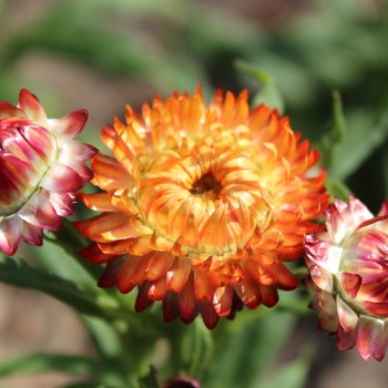 Strohblume Extra Dwarf Mix (Samen)