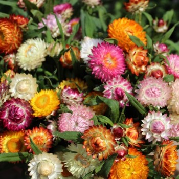Strohblume Extra Dwarf Mix (Samen)