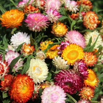 Strohblume Extra Dwarf Mix (Samen)