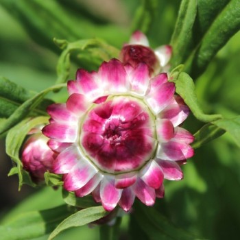 Strohblume Extra Dwarf Mix (Samen)