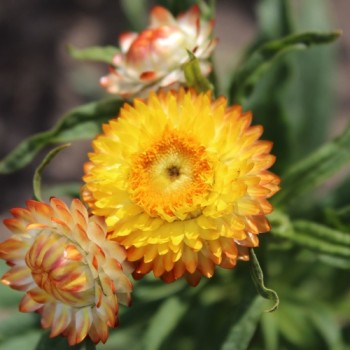 Strohblume Extra Dwarf Mix (Samen)