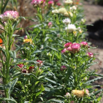 Strohblume Extra Dwarf Mix (Samen)