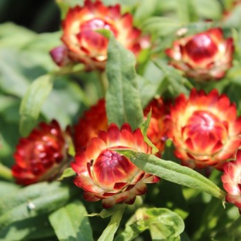 Strohblume Extra Dwarf Mix (Samen)
